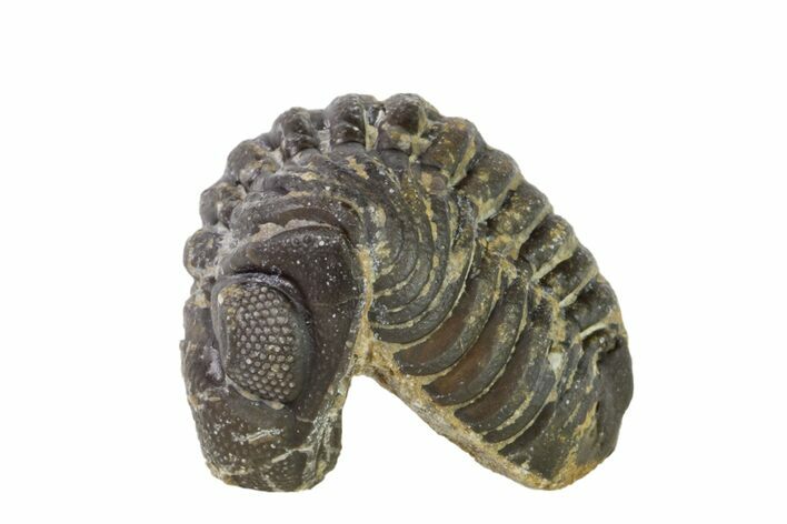 Wide, Partially Enrolled Austerops Trilobite - Morocco #156988